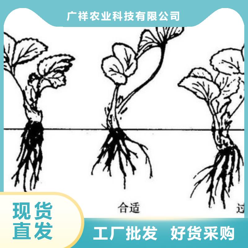 草莓苗樱桃苗基地厂家精选