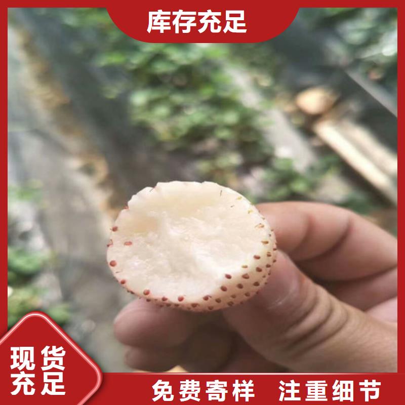 【草莓苗】黄桃树苗库存量大