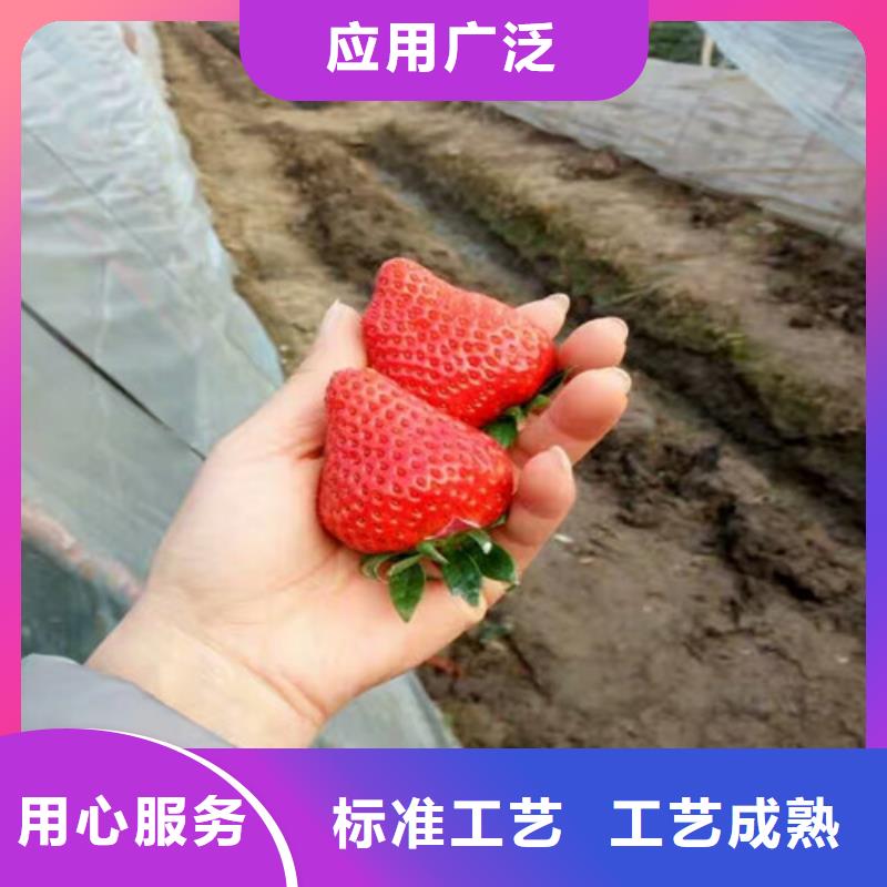 自贡本土市四季草莓苗亩产多少