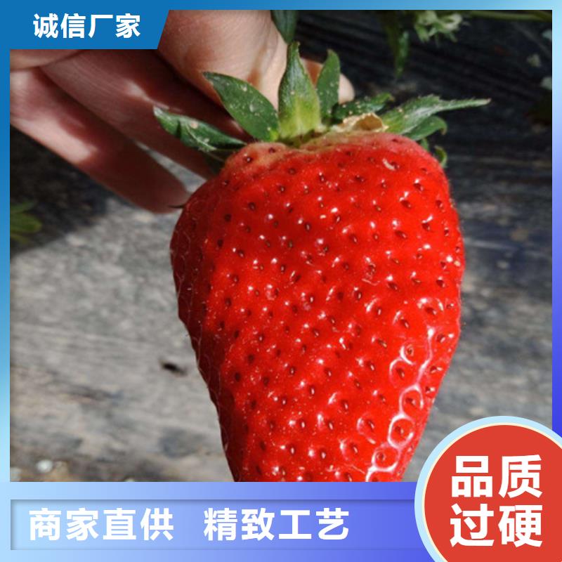 【秦皇岛】直供白草莓苗厂家供应