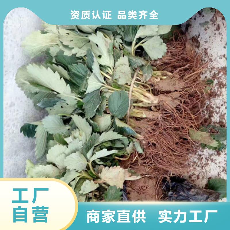 草莓苗西梅树苗品质保证