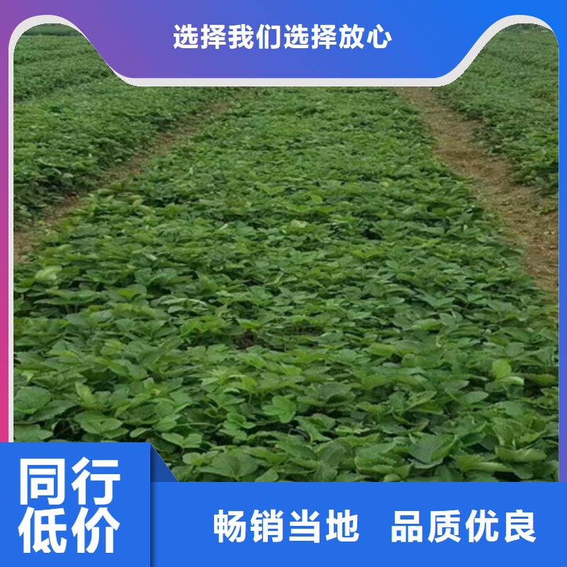 草莓苗樱桃苗适用范围广