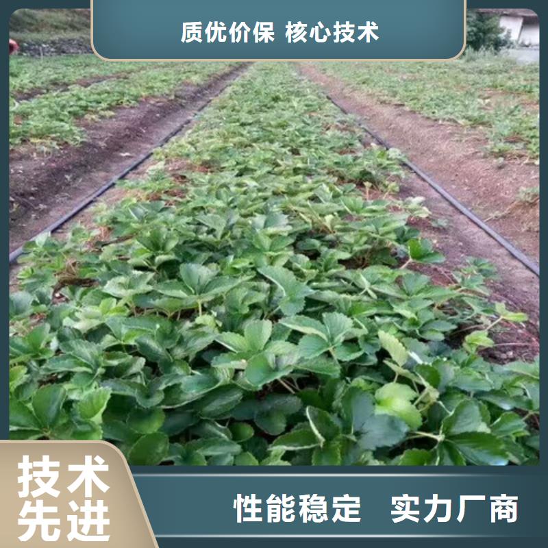 草莓苗【青苹果树苗】打造行业品质