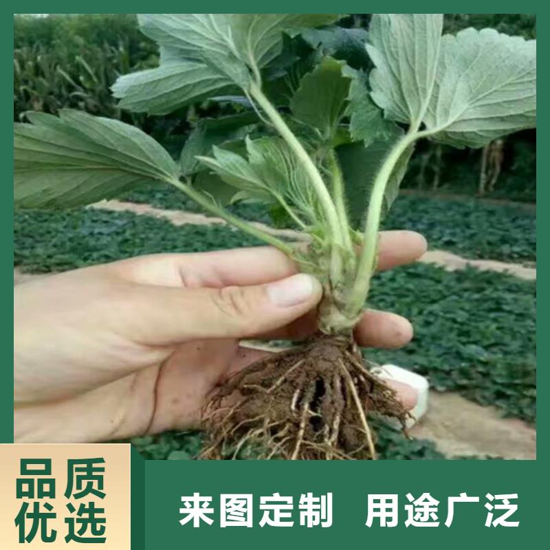 白草莓苗品种选择