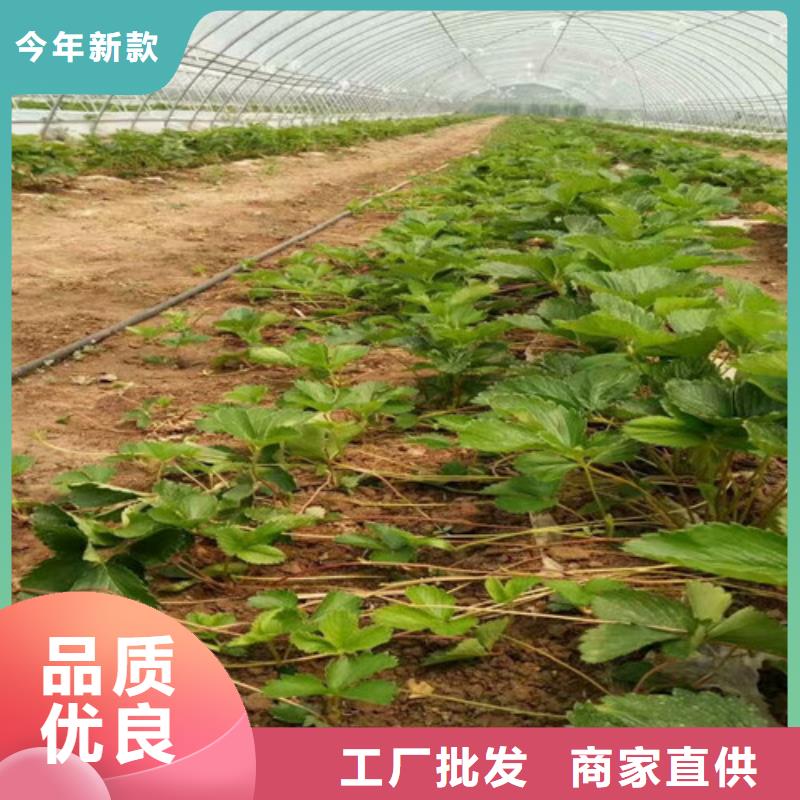 【草莓苗_樱桃苗款式新颖】