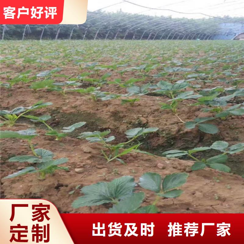 草莓苗樱桃苗基地品牌企业