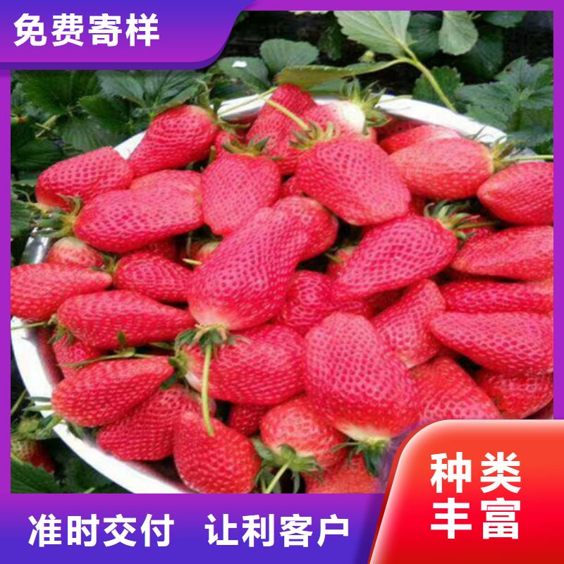 夏邑香蕉草莓苗诚信厂家