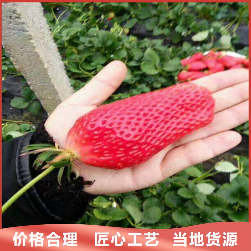 池州直销批发桃熏草莓苗的销售厂家