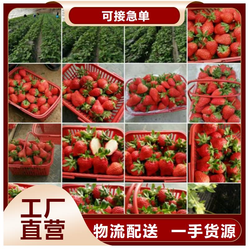 平度宁玉草莓苗常用指南