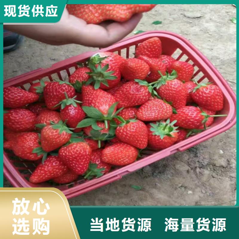 基地批发白果草莓苗，白果草莓苗批发价格