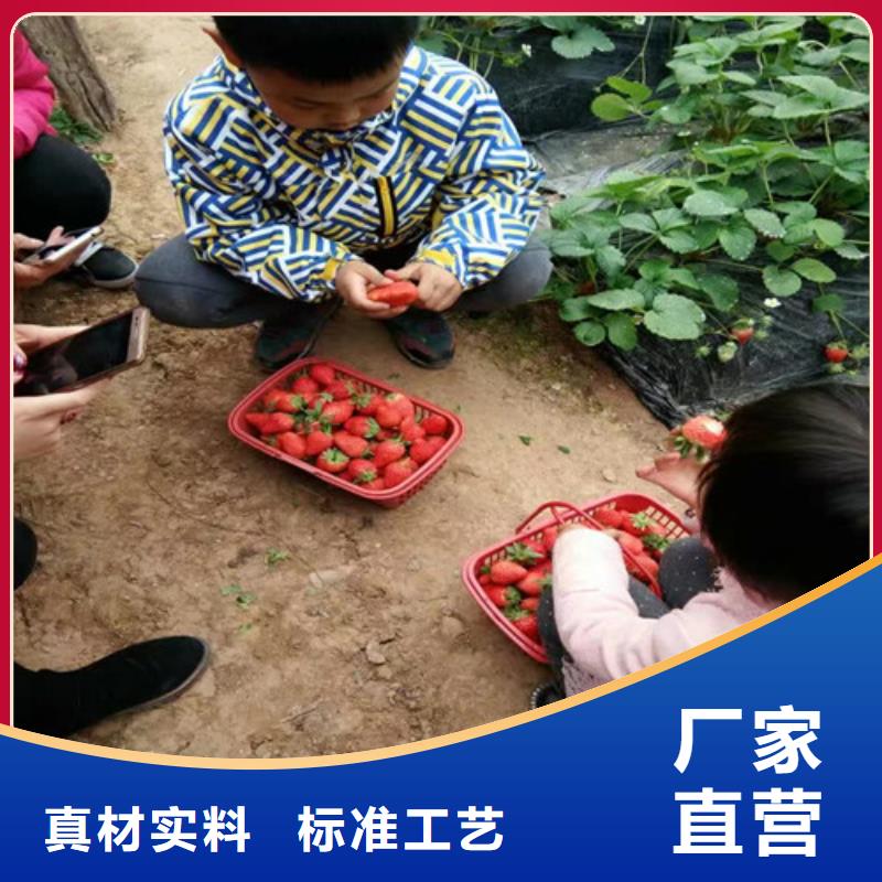 哪里供应四季草莓苗，四季草莓苗亩产多少