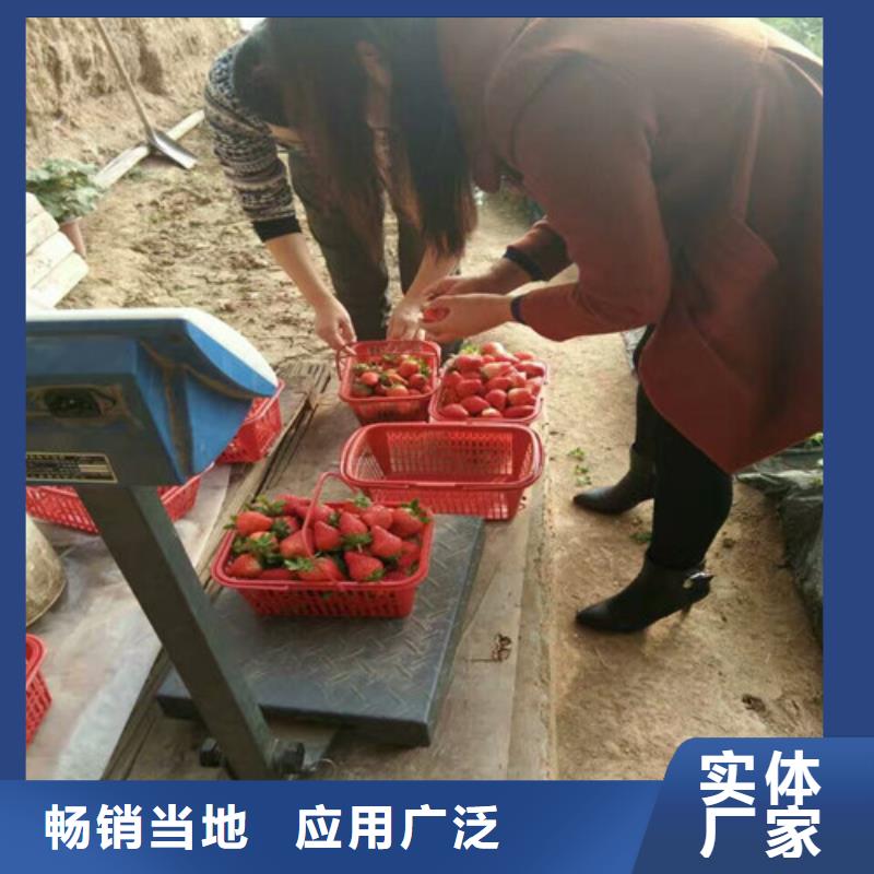 菠萝草莓苗培育基地