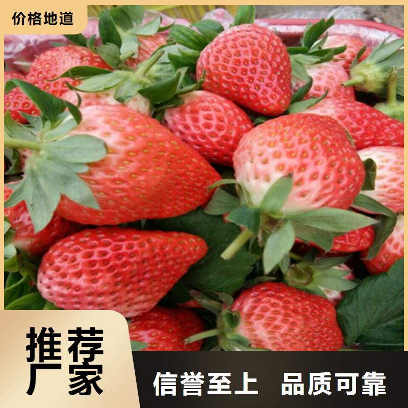 四季草莓苗