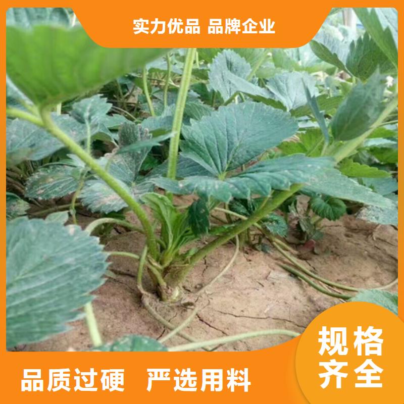 香蕉品种草莓苗价格多少