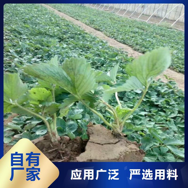 哪里供应甜查理草莓苗，甜查理草莓苗价格多少