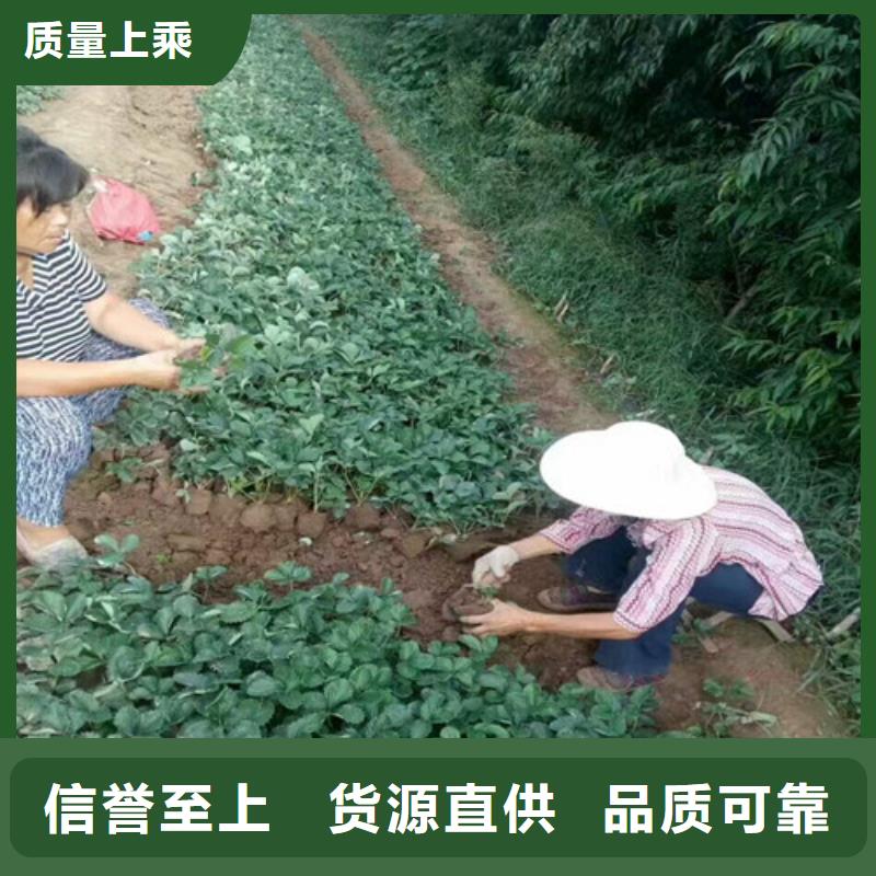 《南宁》生产市草莓种苗厂家供应
