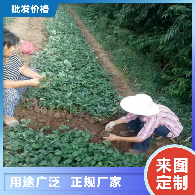 龙南哪里出售丰香草莓苗，丰香草莓苗育苗厂家