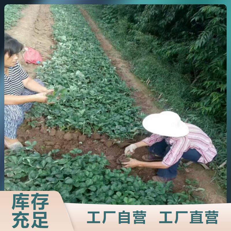 草莓苗珍珠枣油桃树苗工厂直销