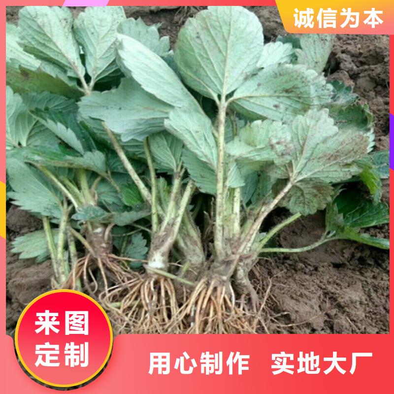 【草莓苗果树苗用心做好每一件产品】