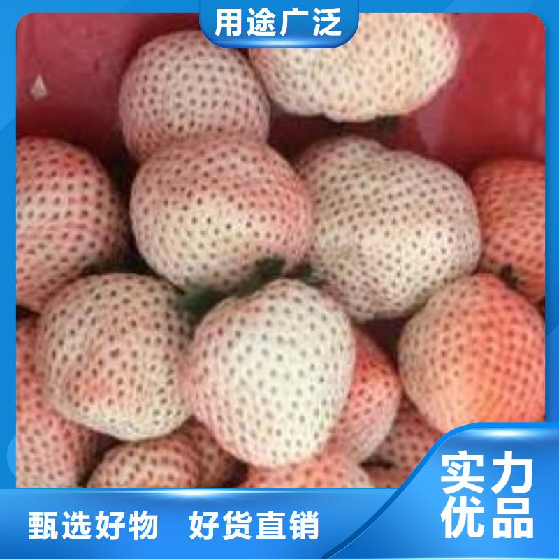 山东威海生产菠萝草莓苗