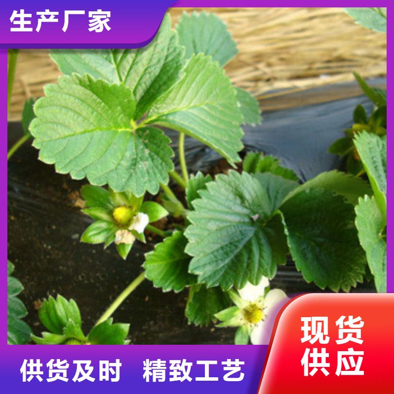 草莓苗,【草莓苗价格】批发货源