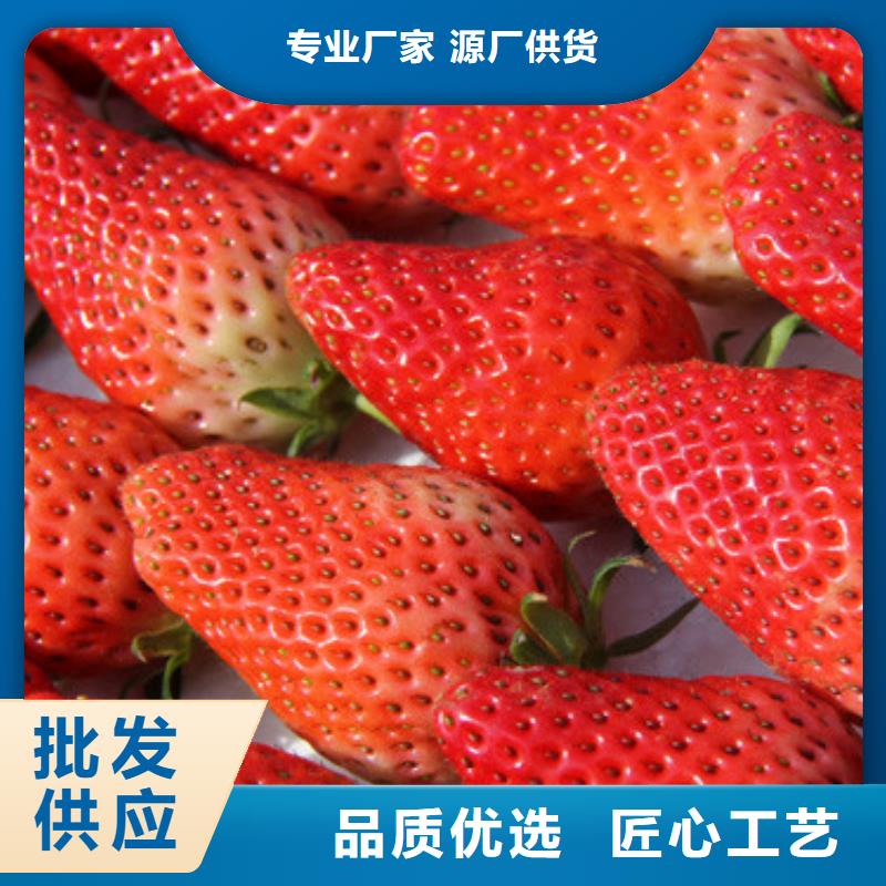 菠萝草莓苗耐储存品种