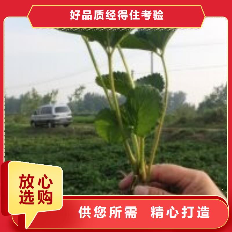 岱山妙香草莓苗品牌厂家