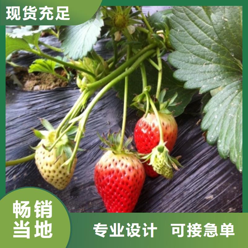 奶油草莓苗培育基地