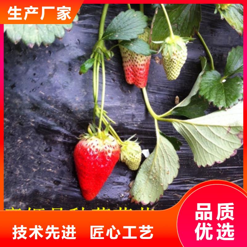 隋珠草莓苗种植地区
