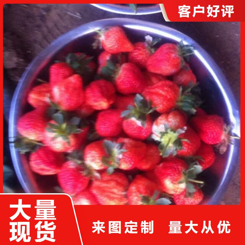 哪里供应香野草莓苗，香野草莓苗种植品种选择