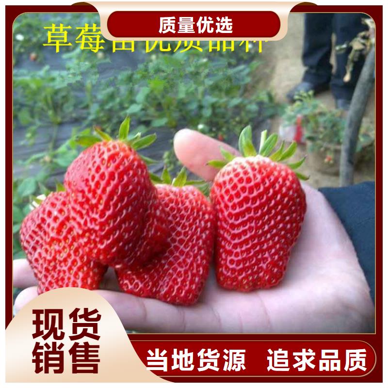 《南宁》生产市草莓种苗厂家供应