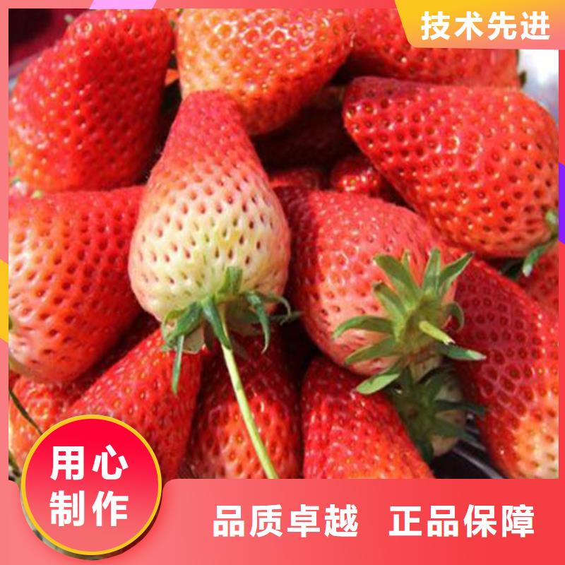 庆城香蕉品种草莓苗栽植密度