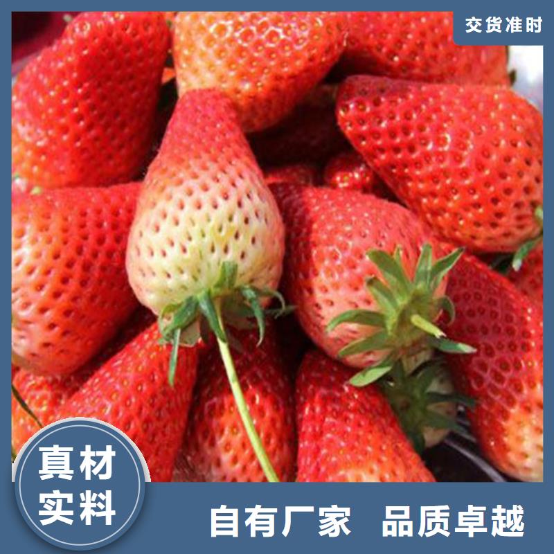 以质量求生存(广祥)草莓苗-樱桃苗好产品不怕比