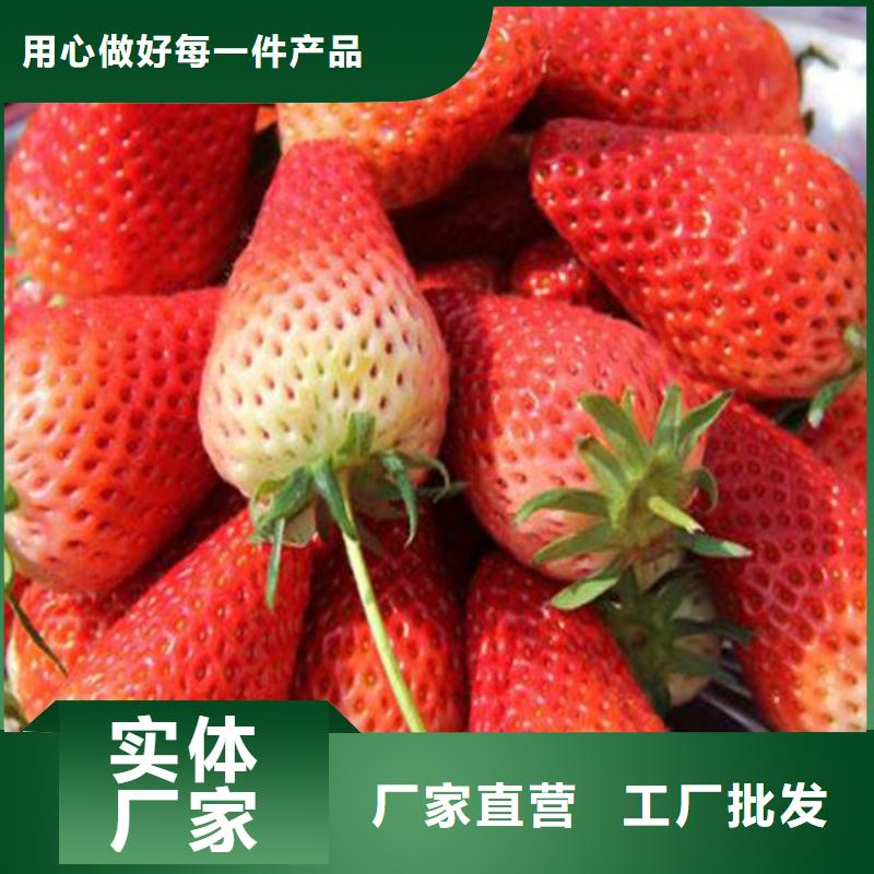 哪里买章姬草莓苗，章姬草莓苗种植地区