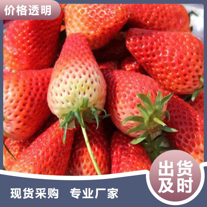 定制[广祥]草莓苗葡萄苗精心选材