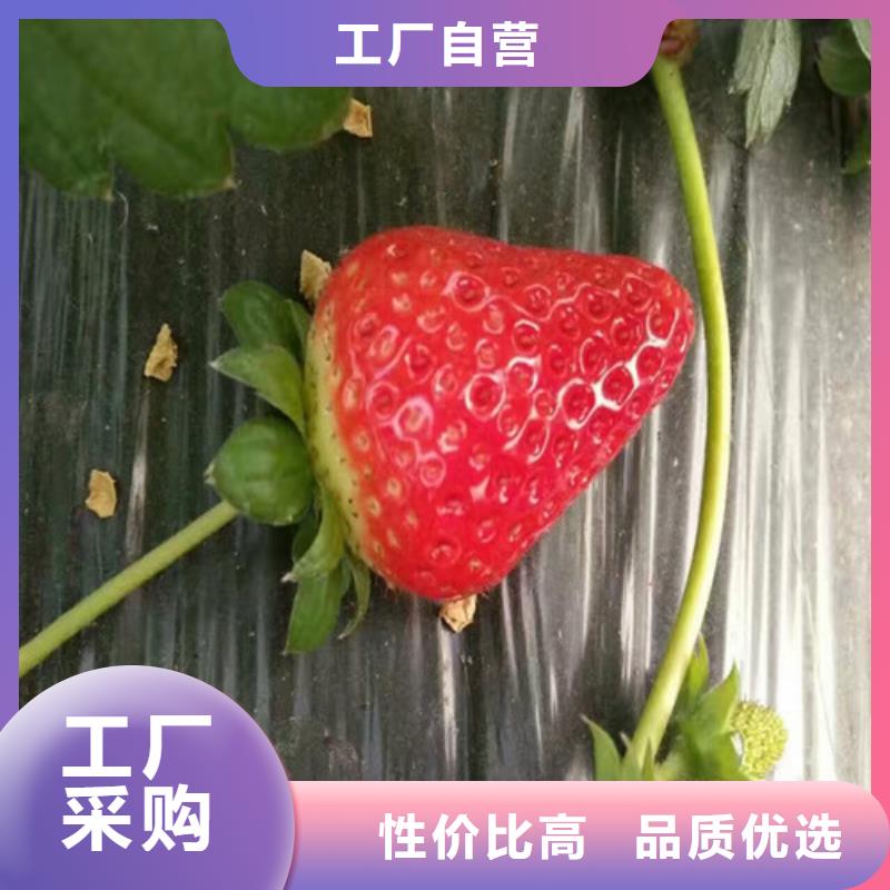 购买<广祥>【草莓苗】大棚草莓苗货源直销