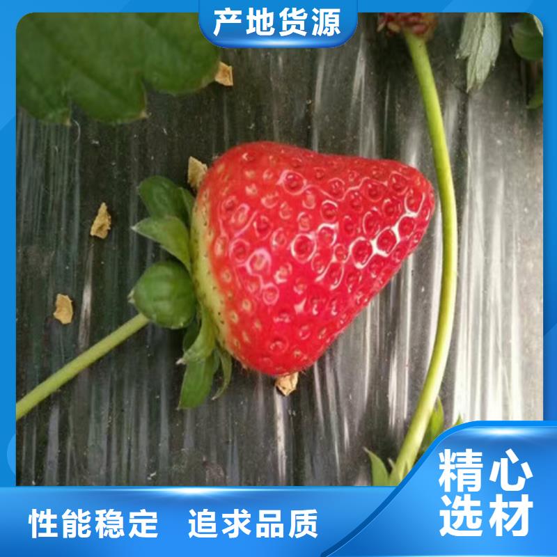 银州菠萝草莓苗订制