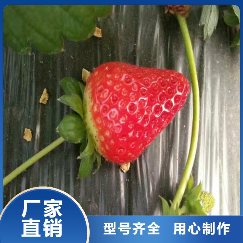奶油草莓苗_广祥农业科技有限公司