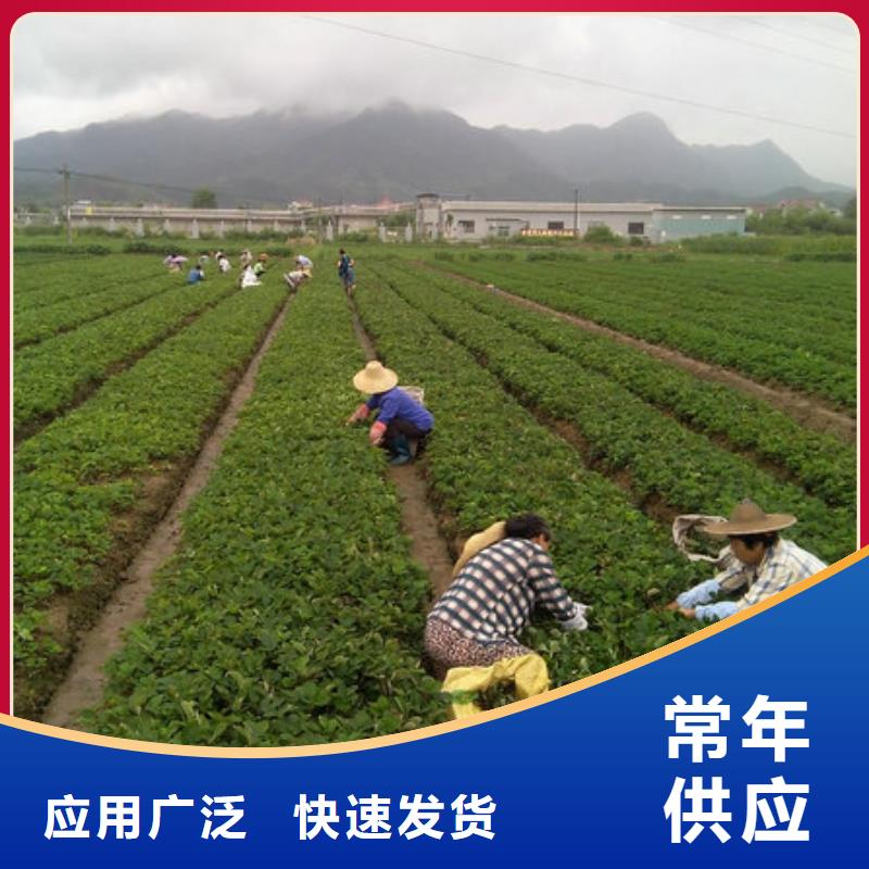 香野草莓苗厂家优势