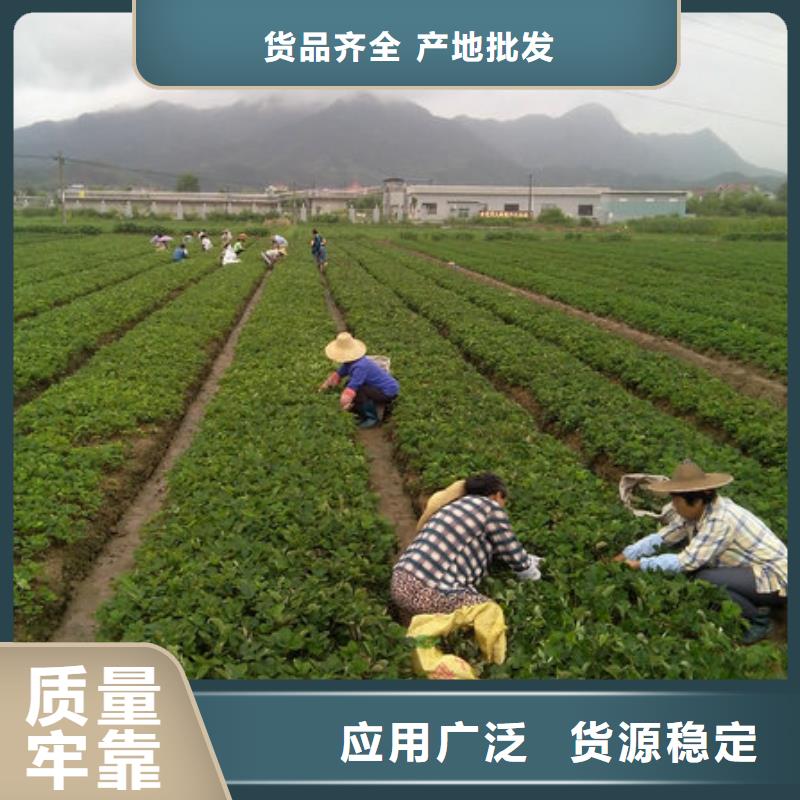 乐东县奶油草莓苗低价批发