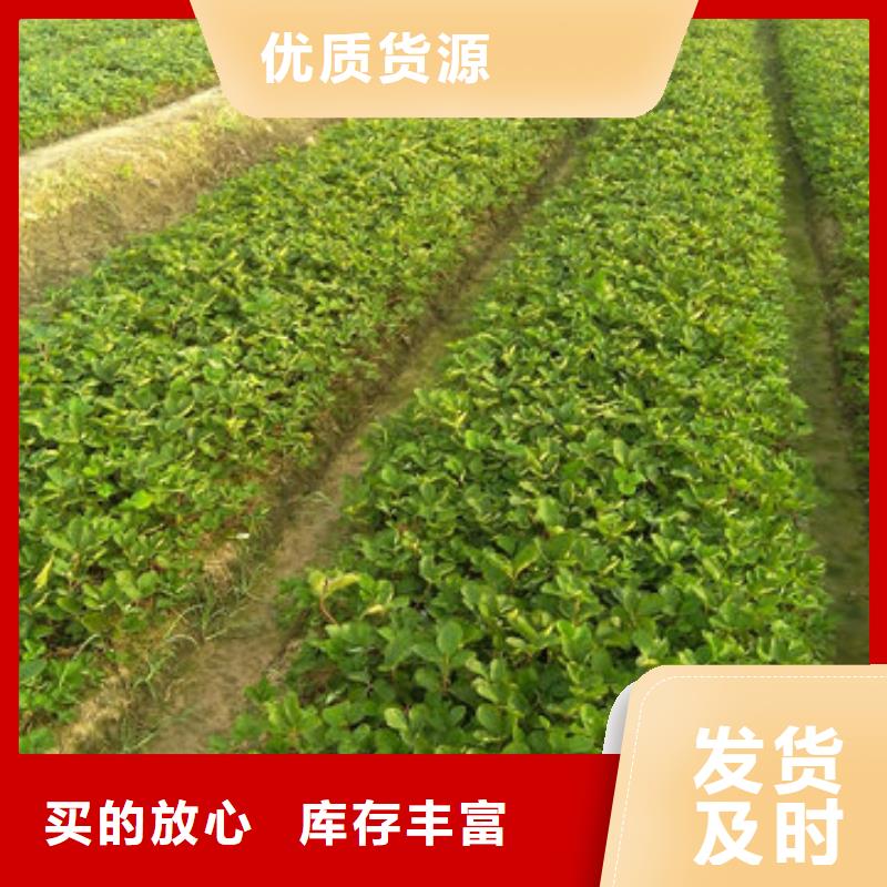 {广祥}虞城白果草莓苗种植品种选择