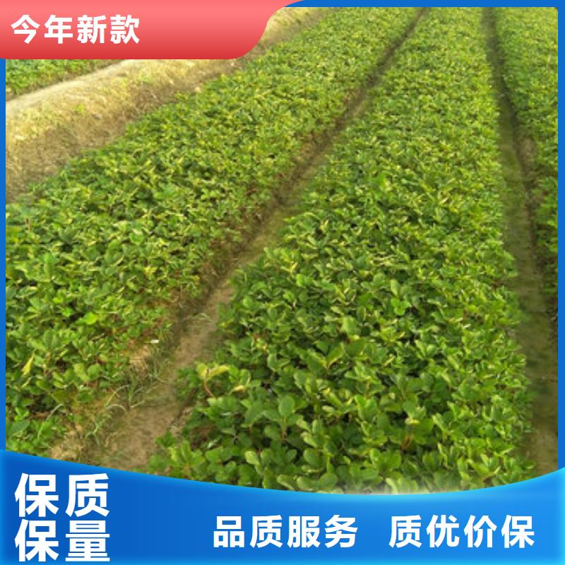 杨浦甜查理草莓苗种植条件