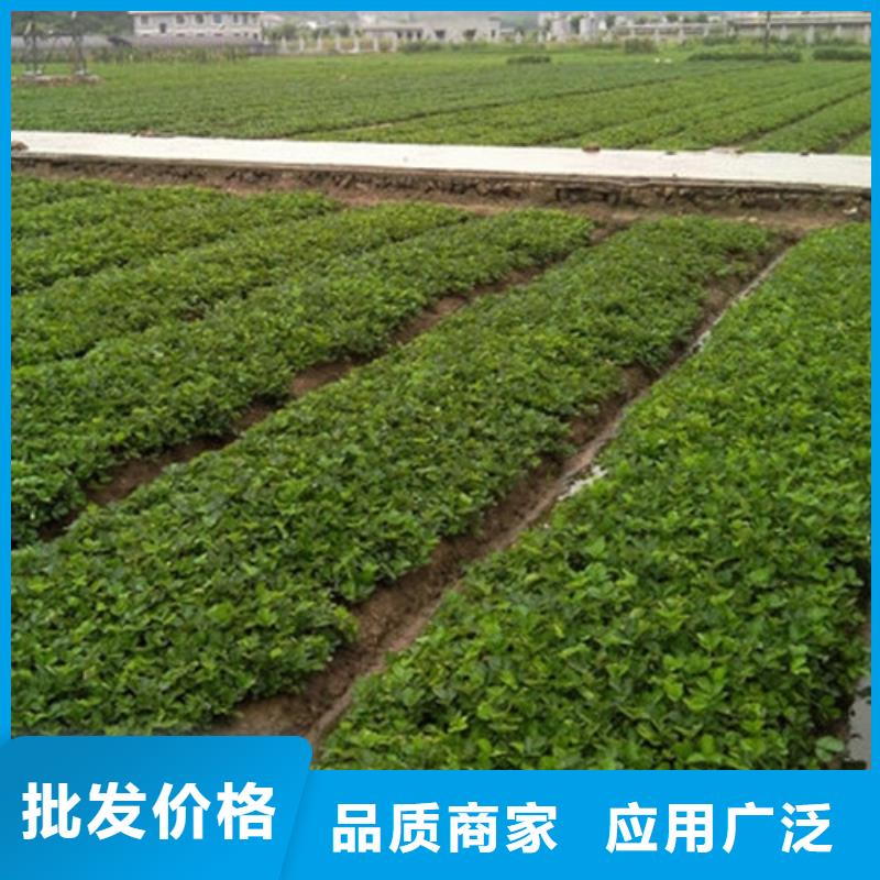 西陵妙香草莓苗厂家供应
