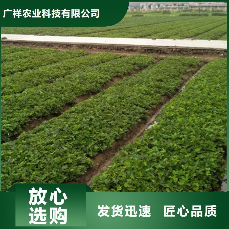 草莓苗品种培育基地