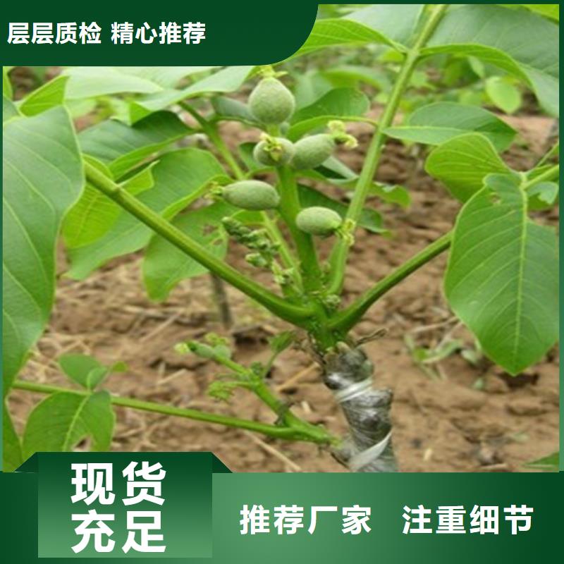 【核桃苗-黑珍珠草莓苗工厂直销】