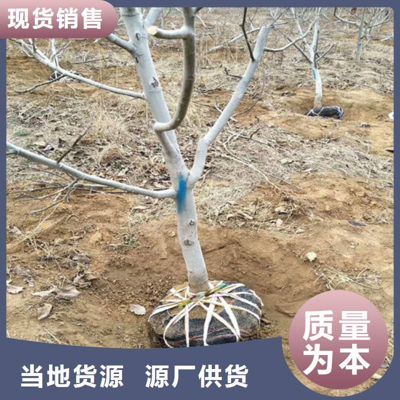 核桃苗葡萄苗基地实力才是硬道理