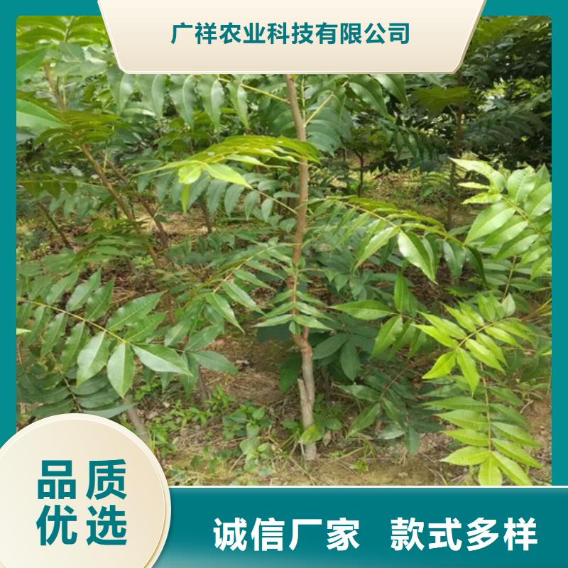 核桃苗樱桃苗工程施工案例