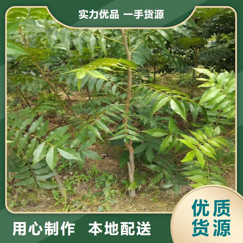 核桃苗【果树苗批发基地】批发货源