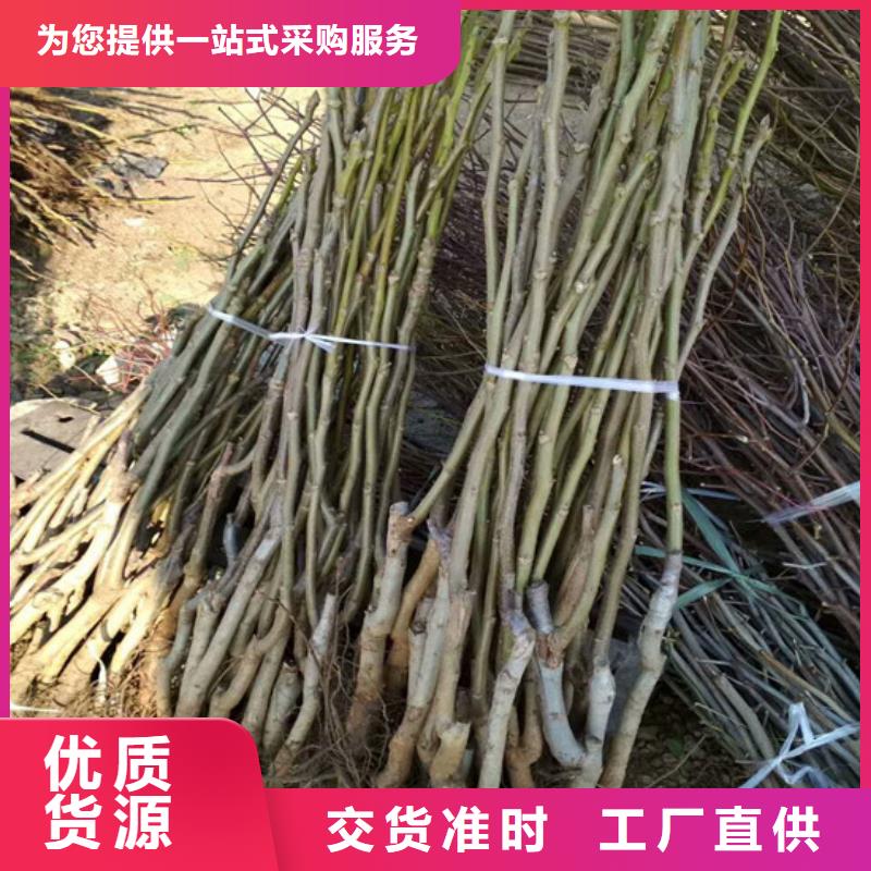 【核桃苗】毛蟠桃树苗基地推荐商家