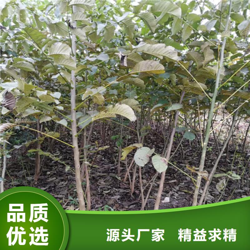 【核桃苗】桃树苗使用方法